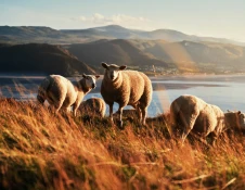 sheep