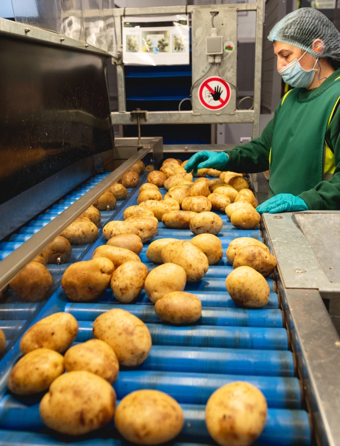Production line at Puffin Produce