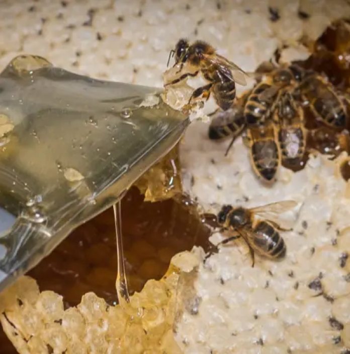 bee farm